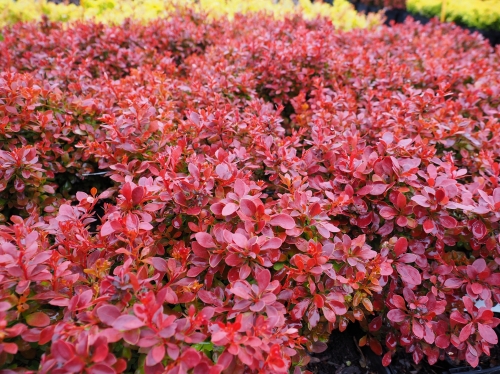 Berberis thunbergii 'Špaček'