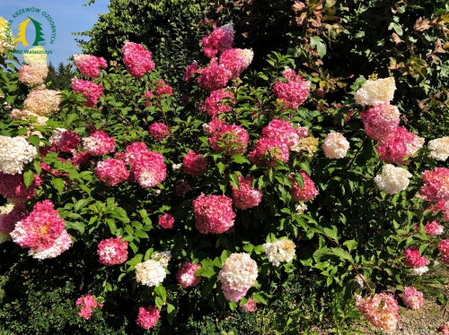Hydrangea paniculata 'Vanille-Fraise' Renhy ® C5